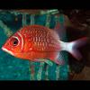 Sargocentron caudimaculatum (Silverspot squirrelfish)