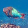 Scarus guacamaia (Rainbow parrotfish)