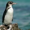 Spheniscus mendiculus (Galápagos penguin)