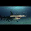 Sphyrna mokarran (Hammerhead shark)