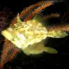 Stephanolepis auratus (Porky)