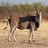 Taurotragus oryx (Southern eland)