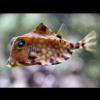 Tetrosomus concatenatus (Triangular boxfish)