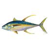 Thunnus albacares (Yellowfin tuna)