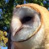 Tyto alba (Barn owl) close-up