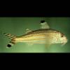 Upeneus vittatus (Yellow-banded goatfish)