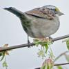 Zonotrichia albicollis (White-throated sparrow) on a Beech tree