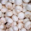 Agaricus bisporus (White mushroom)