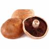Agaricus bisporus (White mushroom) - with brown cap