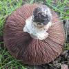 Agaricus campestris (Field mushroom) gills