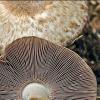 Agaricus silvaticus (Scaly wood mushroom) cap and gills