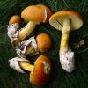 Amanita caesarea (Caesar's mushroom)