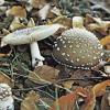 Amanita pantherina (Panther cap) cap and gills
