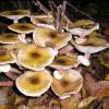 Armillaria mellea (Honey fungus)