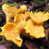 Cantharellus cibarius (Chanterelle) cap and hymenium