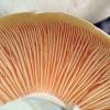Entoloma sinuatum (Livid entoloma) - sinuate gills