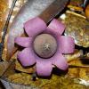 Geastrum campestre (Earthstar fungi)