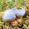 Hydnellum caeruleum (Blue tooth)