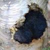 Inonotus obliquus (Chaga) on a birch tree