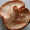 Lentinula edodes (Shiitake) gills
