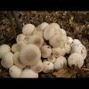 Lycoperdon perlatum (Common puffball) Cluster