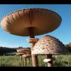Macrolepiota procera (Parasol mushroom) cap and hymenium