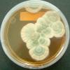 Penicillium chrysogenum (Penicillium) in a petri dish