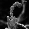 Penicillium chrysogenum (Penicillium) spores