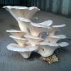 Pleurotus ostreatus (Oyster mushroom) cap and hymenium