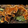 Trametes versicolor (Turkeytail mushroom)