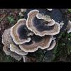 Trametes versicolor (Turkeytail mushroom)