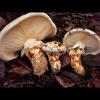 Tricholoma matsutake (Pine mushroom) hymenium and stipe