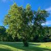 Acer negundo (Box elder) tree