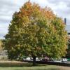 Acer platanoides (Norway maple) tree