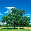 Acer rubrum (Red maple) tree