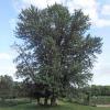 Acer saccharinum (Silver maple) tree