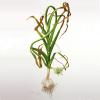 Allium sativum (Garlic) plant illustration