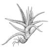 Aloe vera (Burn plant) illustration