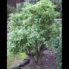 Aloysia citrodora (Lemon verbena) mature plant