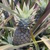 Ananas comosus (Pineapple) fruit