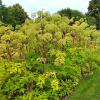Angelica archangelica (Norwegian angelica) plants