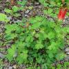 Aquilegia canadensis (Canadian columbine) plant