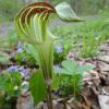 Arisaema triphyllum (Jack-in-the-Pulpit) flower