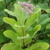 Asclepias syriaca (Broadleaf milkweed) plant