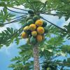 Carica papaya (Papaya) tree