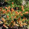 Castilleja linariifolia (Wyoming Indian paintbrush) plant