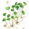 Centella asiatica (Gotu kola) plant