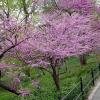 Cercis canadensis (Eastern redbud) tree