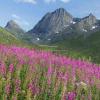 Chamaenerion angustifolium (Fireweed) plants