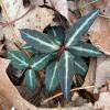 Chimaphila maculata (Spotted wintergreen) leaves